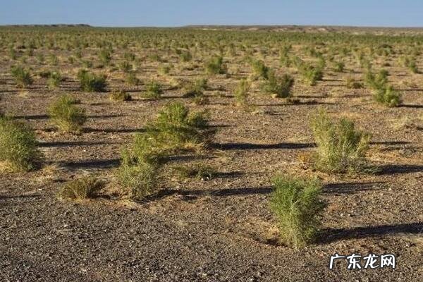 蚂蚁森林有什么用?什么是蚂蚁森林?