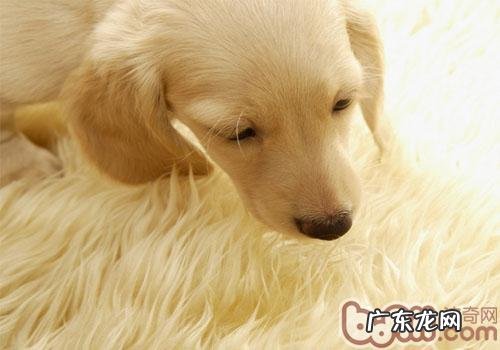 小狗能够根据触感得到 快乐