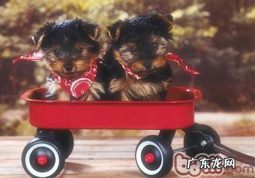 小狗是否与生俱来不喜欢乘车