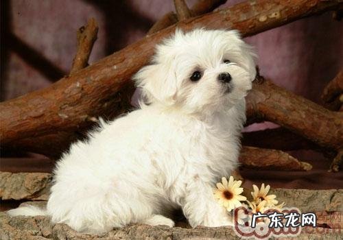 狗狗的味觉有多迟缓