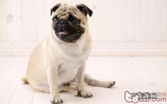 苹果醋饮料对小狗的益处