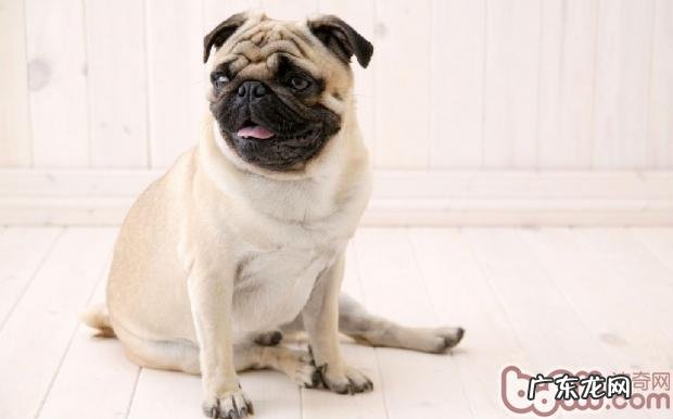 苹果醋饮料对小狗的益处