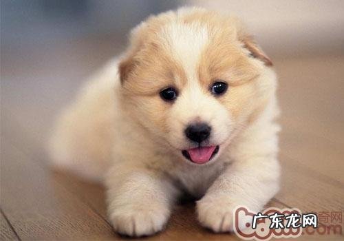 你有没有误会小狗的叫喊