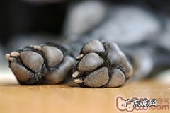 给小狗穿鞋子的益处剖析