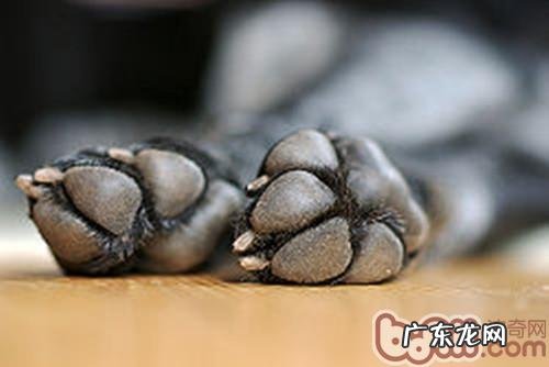 给小狗穿鞋子的益处剖析