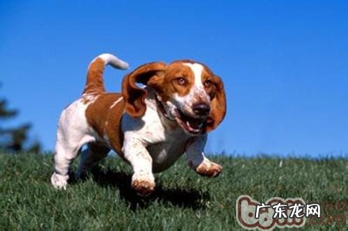 小狗缺乏营养也会造成 病症