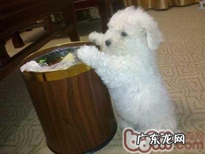 家里有小狗垃圾箱的管理条例