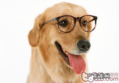 狗狗的视力是否很差