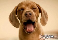 小狗跟随主人家打呵欠是由于有共鸣点