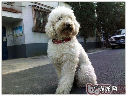 怎样为小狗选择适合的颈圈