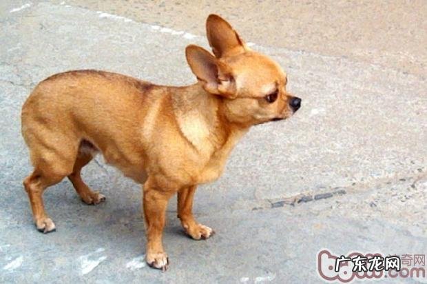 为何小狗担心的时候会夹小尾巴