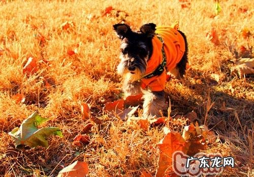 训炼雪纳瑞必须一点小窍门