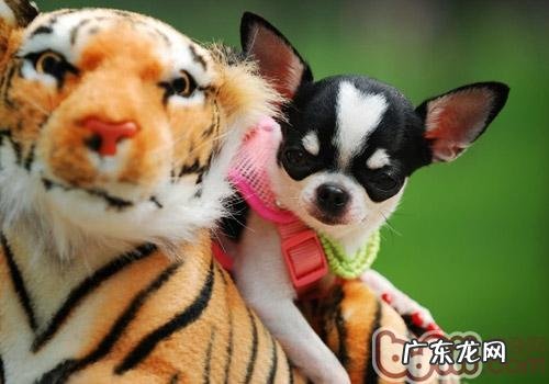 狗狗怀孕会造成 性情更改吗