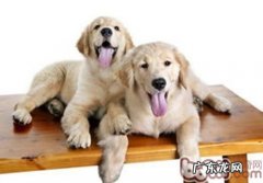 小狗性情也会随主人家