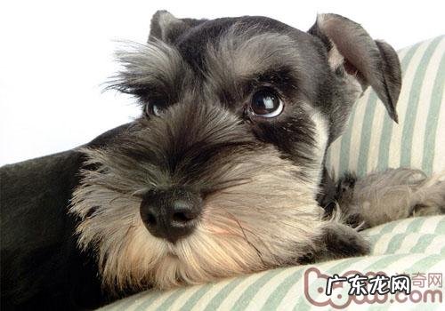 雪纳瑞每日吃是多少最有效