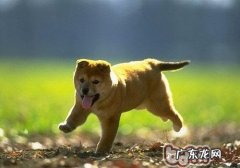 【检测】从养宠物看得出你的人际交往