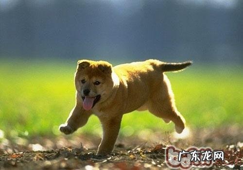 【检测】从养宠物看得出你的人际交往