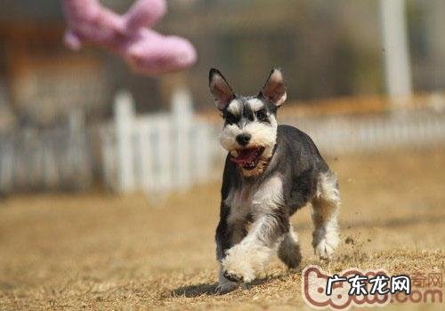 轻轻松松清洗雪纳瑞头发