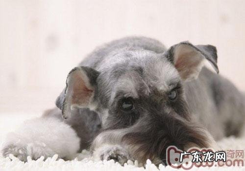 雪纳瑞收养必须留意的四件事