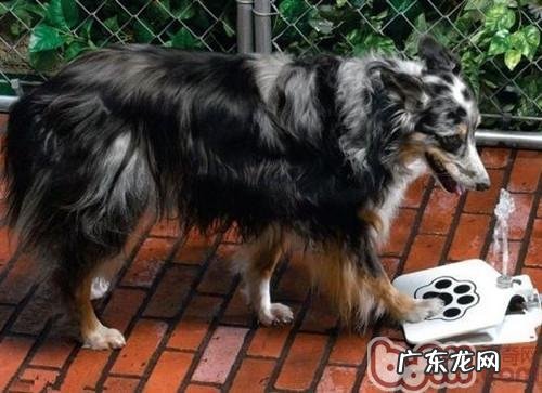 整洁一定量的水对小狗的益处