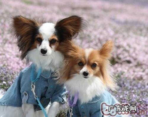 小狗背毛坚起代表什么意思