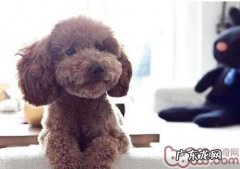 小狗的怒吼并 不都是有成见的