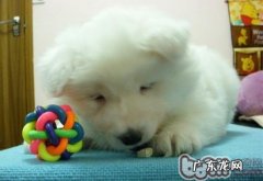 如何给小狗选择安全性的小玩具