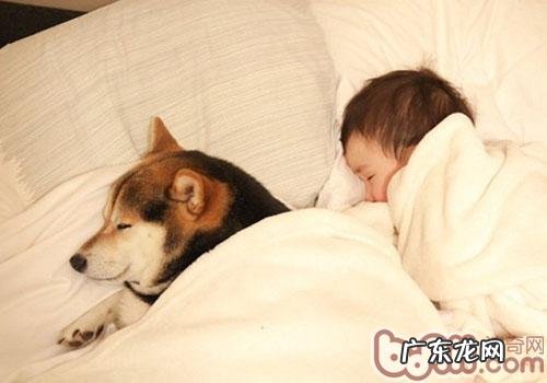 老年人犬保养的常见问题