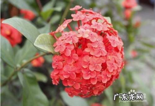 球兰花扦插最快的方法