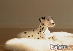 小狗狗眼睛眼屎多该怎么办