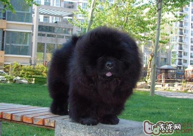 松狮狗的色调分析