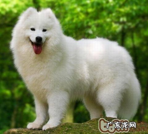 怎么消除小狗头发的静电感应