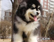 大型狗的喂养忌讳