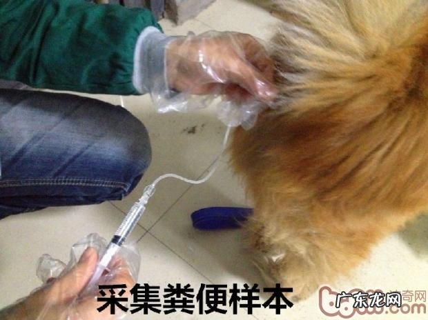 小狗到医院门诊做排泄物查验的重要性