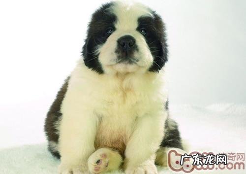 怎样操纵幼狗的运动强度