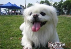 是什么原因造成 京巴狗不想吃饭