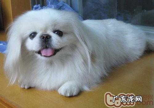 京巴狗偏食应该怎么办