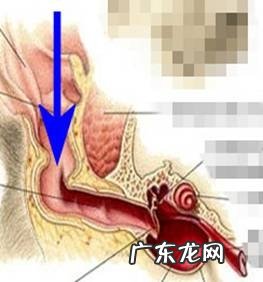 如何给小宠物清耳涂药
