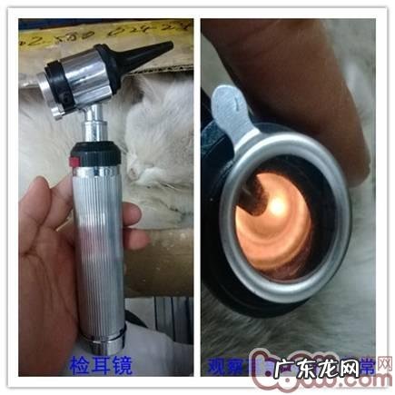 如何给小宠物清耳涂药