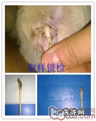 如何给小宠物清耳涂药