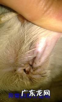 如何给小宠物清耳涂药