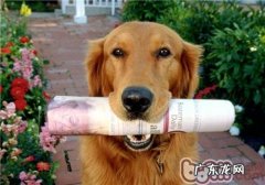 如何给小宠物清耳涂药