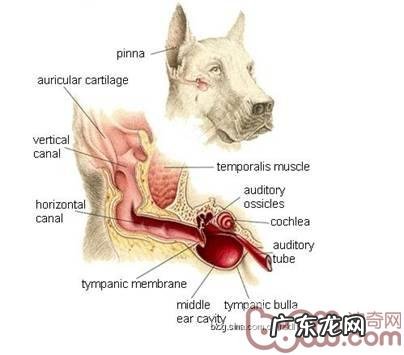 如何给小宠物清耳涂药