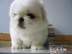 京巴狗打喷涕的状况剖析