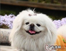 造成 京巴狗感受的几类缘故