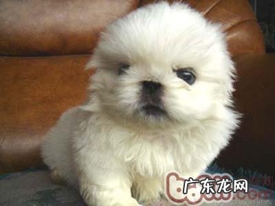 京巴狗智力确实不高吗