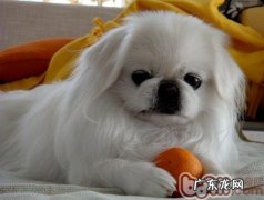 京巴狗使用寿命有多久