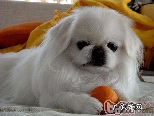 京巴狗使用寿命有多久