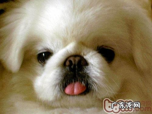 个性化决策京巴狗乱咬