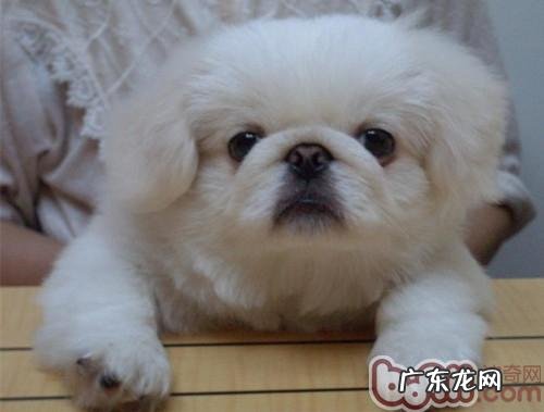 京巴狗口腔护理的二种方式